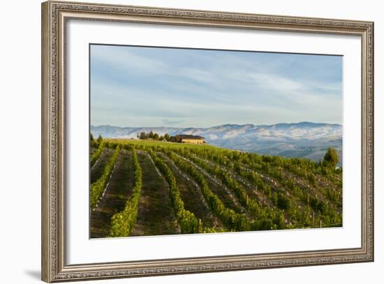 Washington State, Lake Chelan. Vineyard-Richard Duval-Framed Photographic Print