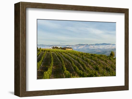 Washington State, Lake Chelan. Vineyard-Richard Duval-Framed Photographic Print