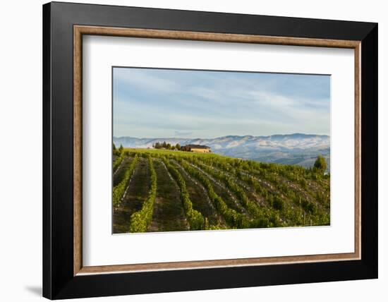 Washington State, Lake Chelan. Vineyard-Richard Duval-Framed Photographic Print