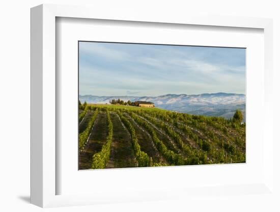 Washington State, Lake Chelan. Vineyard-Richard Duval-Framed Photographic Print