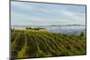 Washington State, Lake Chelan. Vineyard-Richard Duval-Mounted Photographic Print