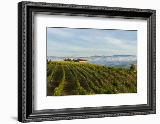 Washington State, Lake Chelan. Vineyard-Richard Duval-Framed Photographic Print