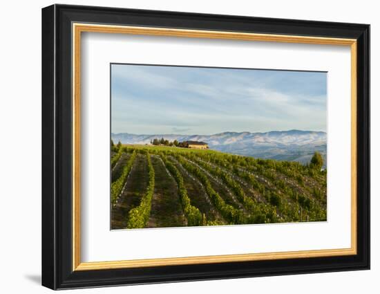 Washington State, Lake Chelan. Vineyard-Richard Duval-Framed Photographic Print