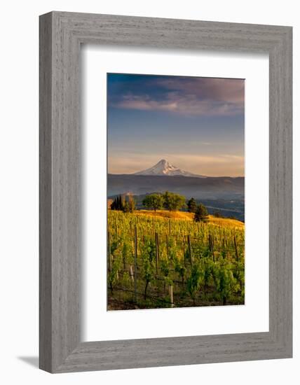 Washington State, Lyle. Mt. Hood Seen from a Vineyard Along the Columbia River Gorge-Richard Duval-Framed Photographic Print