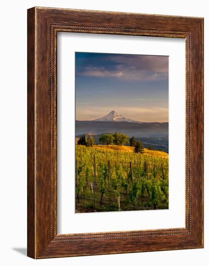 Washington State, Lyle. Mt. Hood Seen from a Vineyard Along the Columbia River Gorge-Richard Duval-Framed Photographic Print