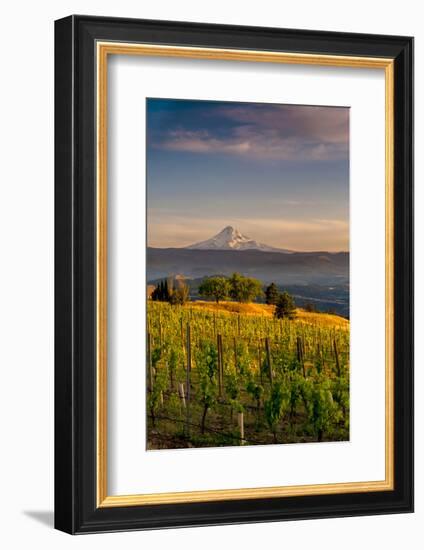 Washington State, Lyle. Mt. Hood Seen from a Vineyard Along the Columbia River Gorge-Richard Duval-Framed Photographic Print