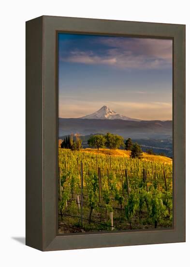 Washington State, Lyle. Mt. Hood Seen from a Vineyard Along the Columbia River Gorge-Richard Duval-Framed Premier Image Canvas