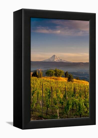 Washington State, Lyle. Mt. Hood Seen from a Vineyard Along the Columbia River Gorge-Richard Duval-Framed Premier Image Canvas