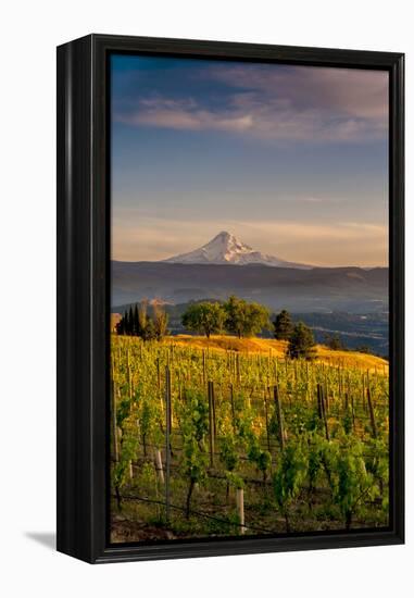 Washington State, Lyle. Mt. Hood Seen from a Vineyard Along the Columbia River Gorge-Richard Duval-Framed Premier Image Canvas