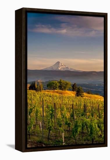 Washington State, Lyle. Mt. Hood Seen from a Vineyard Along the Columbia River Gorge-Richard Duval-Framed Premier Image Canvas