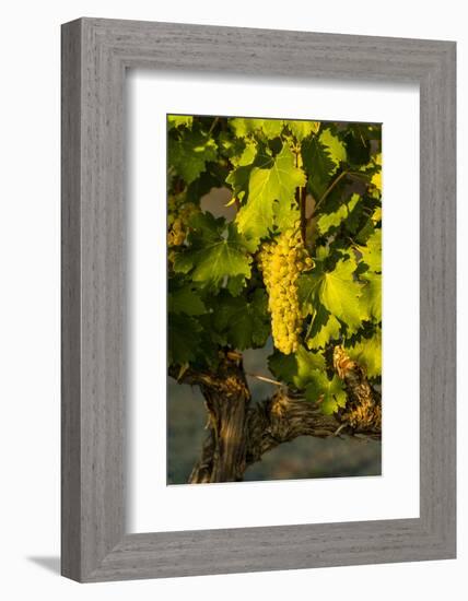 Washington State, Mabton. Viognier Grapes-Richard Duval-Framed Photographic Print