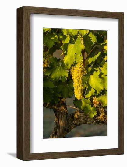 Washington State, Mabton. Viognier Grapes-Richard Duval-Framed Photographic Print