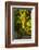 Washington State, Mabton. Viognier Grapes-Richard Duval-Framed Photographic Print