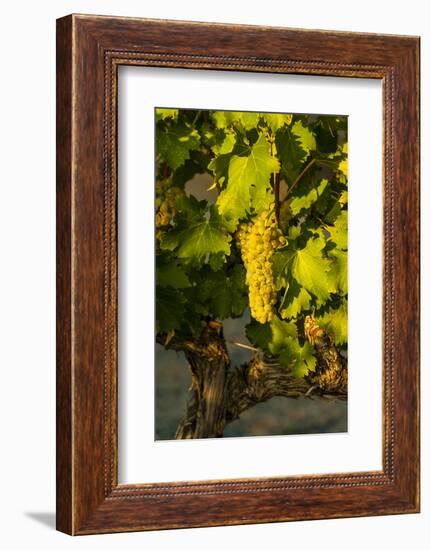 Washington State, Mabton. Viognier Grapes-Richard Duval-Framed Photographic Print