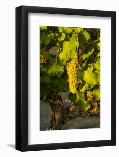 Washington State, Mabton. Viognier Grapes-Richard Duval-Framed Photographic Print