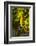 Washington State, Mabton. Viognier Grapes-Richard Duval-Framed Photographic Print