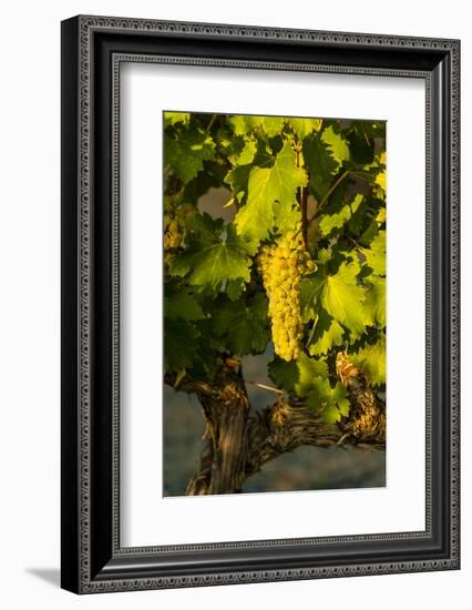 Washington State, Mabton. Viognier Grapes-Richard Duval-Framed Photographic Print