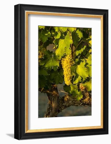 Washington State, Mabton. Viognier Grapes-Richard Duval-Framed Photographic Print