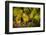 Washington State, Mabton. Viognier Grapes-Richard Duval-Framed Photographic Print