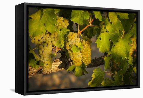 Washington State, Mabton. Viognier Grapes-Richard Duval-Framed Premier Image Canvas