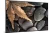 Washington State, Maple Leaf on Rocks-Jaynes Gallery-Mounted Photographic Print