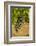 Washington State, Mattawa. Cabernet Franc Grapes-Richard Duval-Framed Photographic Print