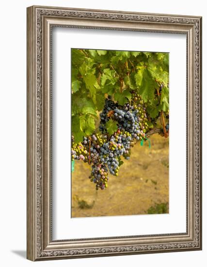 Washington State, Mattawa. Cabernet Franc Grapes-Richard Duval-Framed Photographic Print