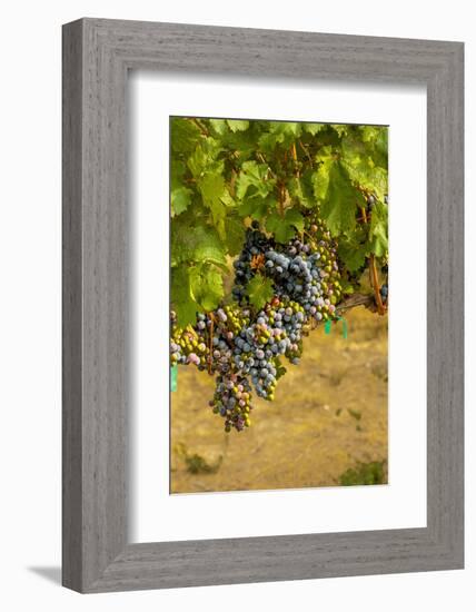 Washington State, Mattawa. Cabernet Franc Grapes-Richard Duval-Framed Photographic Print