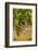 Washington State, Mattawa. Cabernet Franc Grapes-Richard Duval-Framed Photographic Print