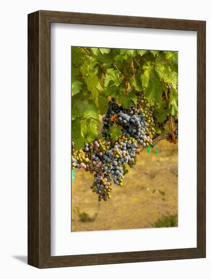 Washington State, Mattawa. Cabernet Franc Grapes-Richard Duval-Framed Photographic Print