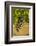 Washington State, Mattawa. Cabernet Franc Grapes-Richard Duval-Framed Photographic Print