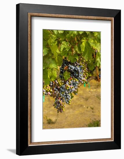 Washington State, Mattawa. Cabernet Franc Grapes-Richard Duval-Framed Photographic Print