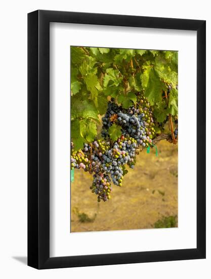 Washington State, Mattawa. Cabernet Franc Grapes-Richard Duval-Framed Photographic Print