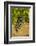 Washington State, Mattawa. Cabernet Franc Grapes-Richard Duval-Framed Photographic Print