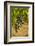 Washington State, Mattawa. Cabernet Franc Grapes-Richard Duval-Framed Photographic Print