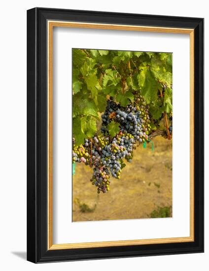 Washington State, Mattawa. Cabernet Franc Grapes-Richard Duval-Framed Photographic Print