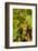 Washington State, Mattawa. Cabernet Franc Grapes-Richard Duval-Framed Photographic Print