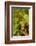 Washington State, Mattawa. Cabernet Franc Grapes-Richard Duval-Framed Photographic Print