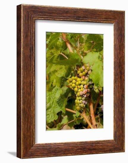 Washington State, Mattawa. Cabernet Franc Grapes-Richard Duval-Framed Photographic Print