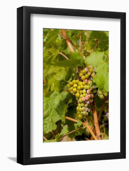 Washington State, Mattawa. Cabernet Franc Grapes-Richard Duval-Framed Photographic Print