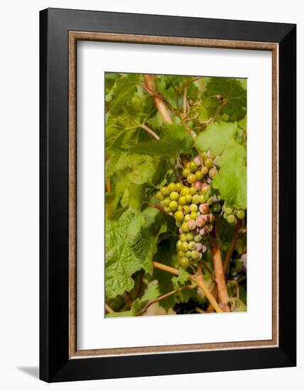 Washington State, Mattawa. Cabernet Franc Grapes-Richard Duval-Framed Photographic Print