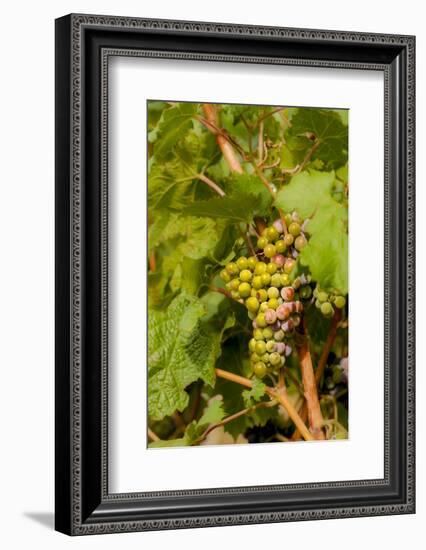 Washington State, Mattawa. Cabernet Franc Grapes-Richard Duval-Framed Photographic Print