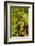 Washington State, Mattawa. Cabernet Franc Grapes-Richard Duval-Framed Photographic Print