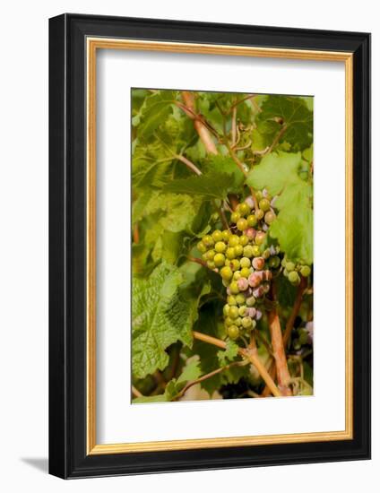 Washington State, Mattawa. Cabernet Franc Grapes-Richard Duval-Framed Photographic Print