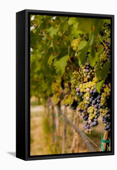 Washington State, Mattawa. Cabernet Franc Grapes-Richard Duval-Framed Premier Image Canvas