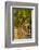 Washington State, Mattawa. Cabernet Franc Grapes-Richard Duval-Framed Photographic Print