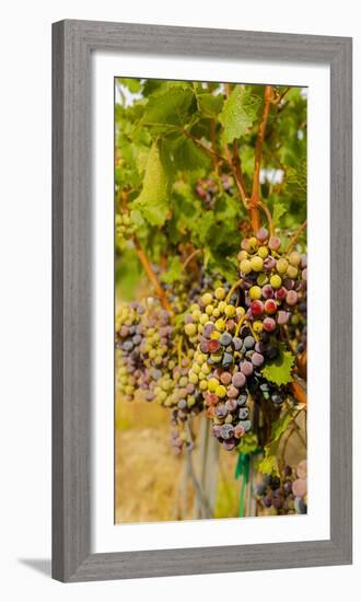 Washington State, Mattawa. Cabernet Franc Grapes-Richard Duval-Framed Photographic Print