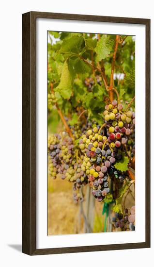 Washington State, Mattawa. Cabernet Franc Grapes-Richard Duval-Framed Photographic Print