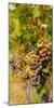 Washington State, Mattawa. Cabernet Franc Grapes-Richard Duval-Mounted Photographic Print