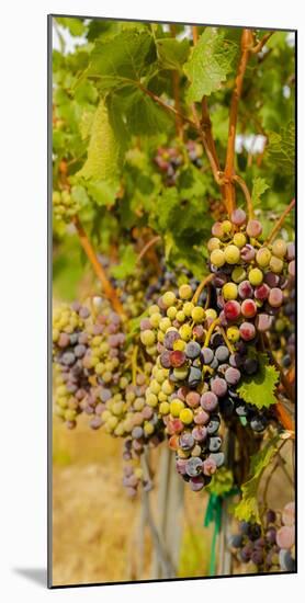 Washington State, Mattawa. Cabernet Franc Grapes-Richard Duval-Mounted Photographic Print